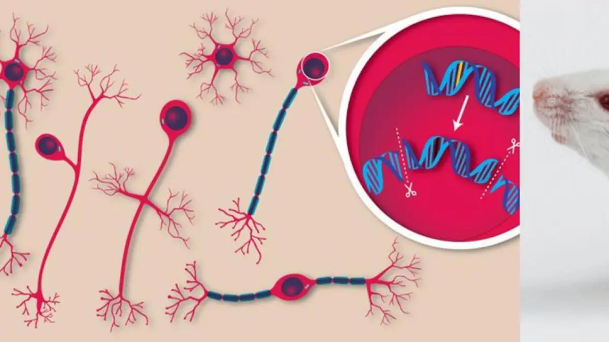 The pressure of the rystras dynami dynasty and the mice to cause nerve dry disease