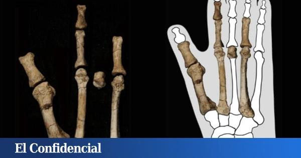 3.4 million-year-old foot tells science Lucy had company.And it could have been a problem with our e...