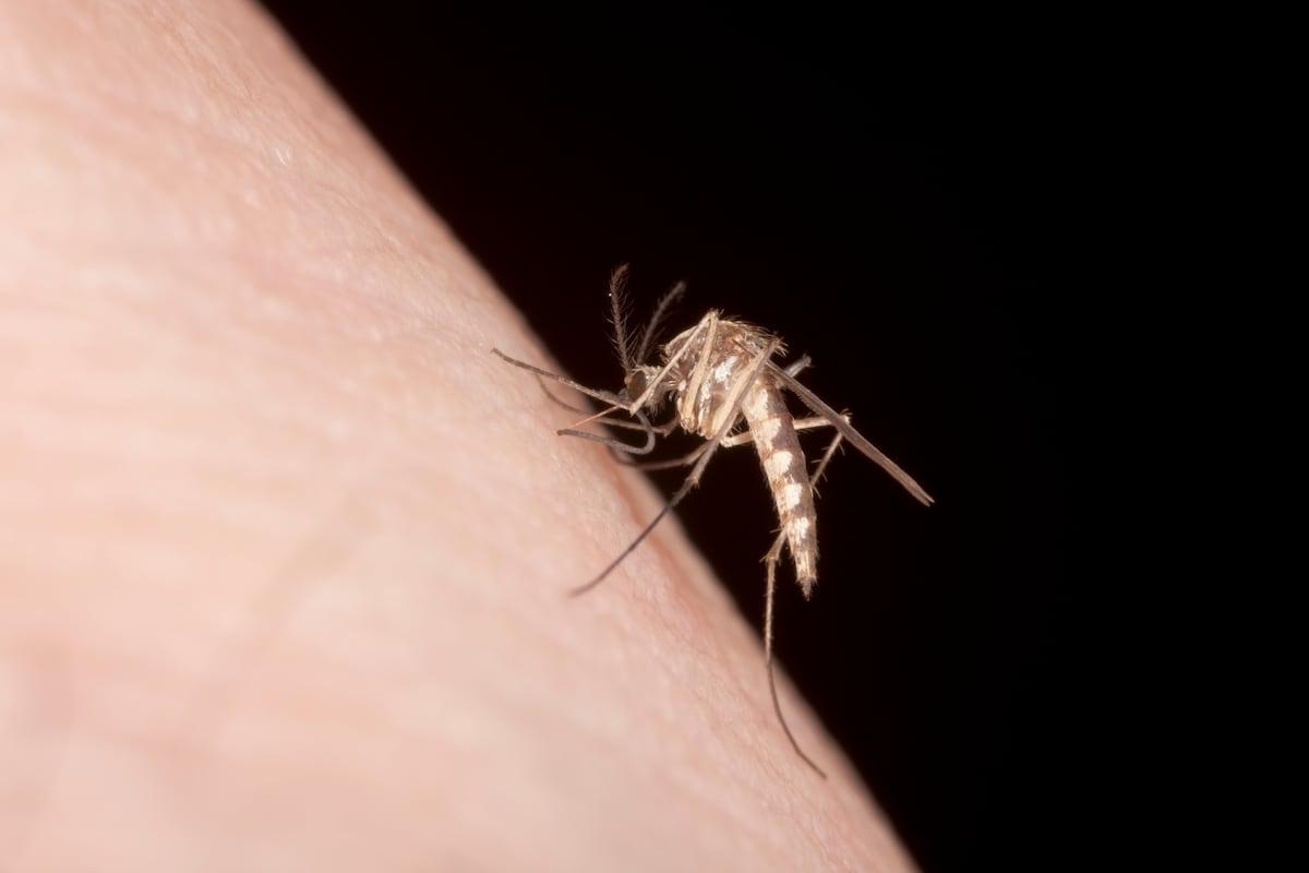 Why mosquitoes get more (and what to do to avoid this summer) |Health and Wells - Being |Country