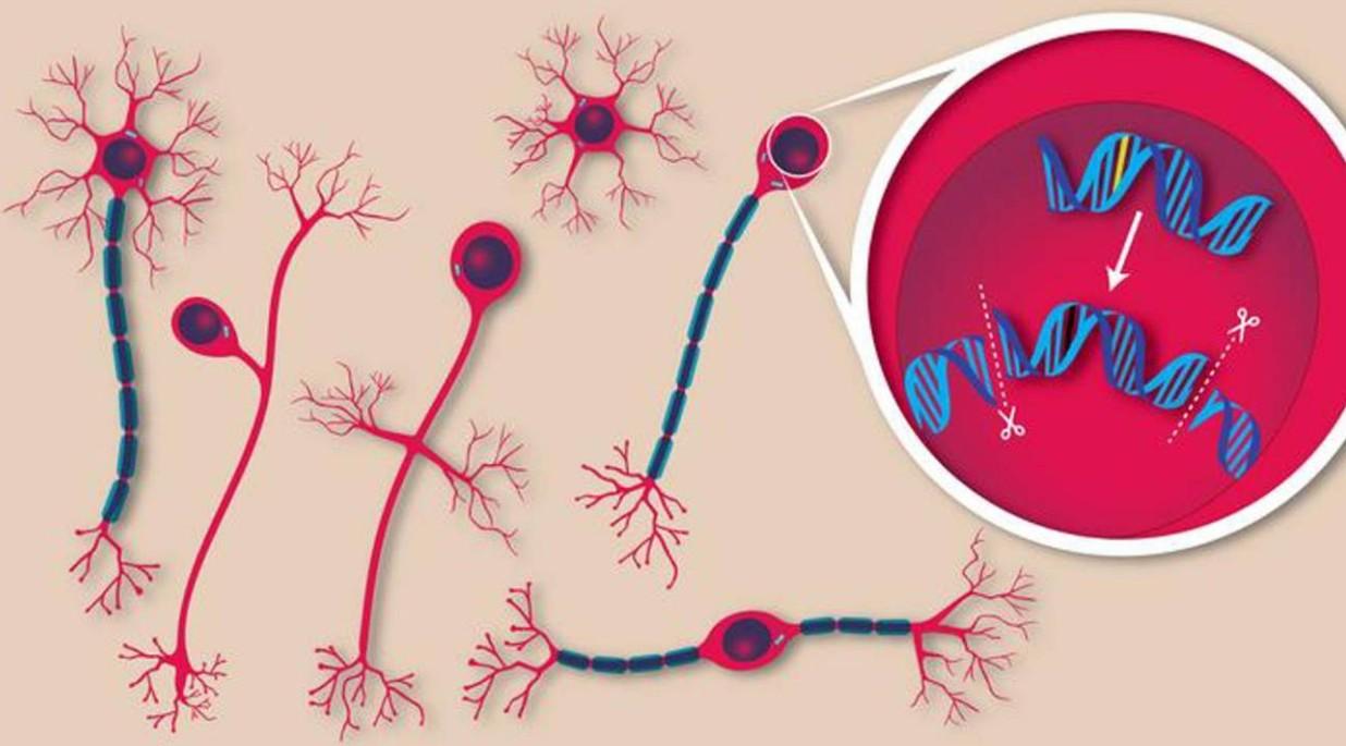One injection in the brain allows the mutation of the nerve mutation
