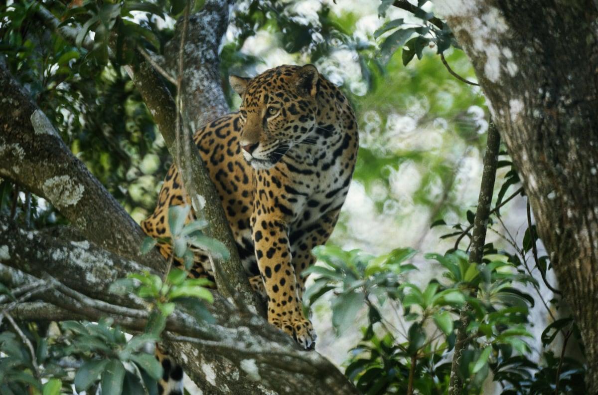 A Breathing for Jaguar in Mexico: The largest cat in America increases its population of future Amer...